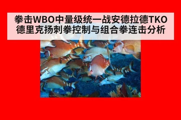 拳击WBO中量级统一战安德拉德TKO德里克扬刺拳控制与组合拳连击分析